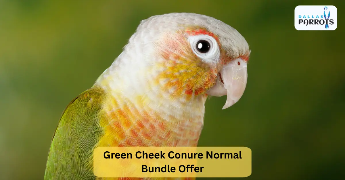 Green Cheek Conure Normal Bundle Offer Holiday Bundle Free Food, Free Cage, Free Toy & More