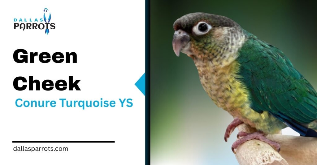 Green Cheek Conure Turquoise YS
