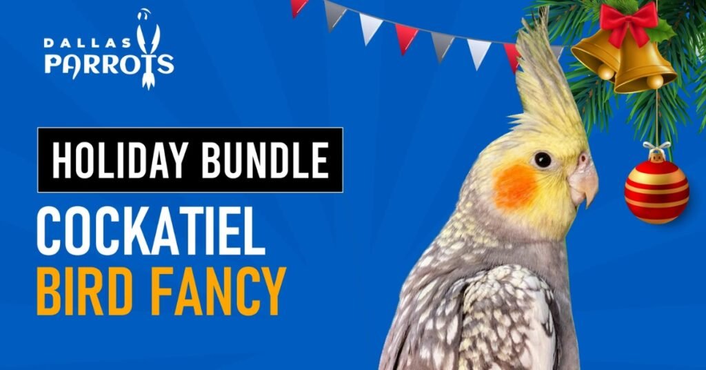 Cockatiel Bird Normal Bundle Offer