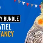 Cockatiel Bird Normal Bundle Offer