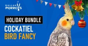 Cockatiel Bird Normal Bundle Offer