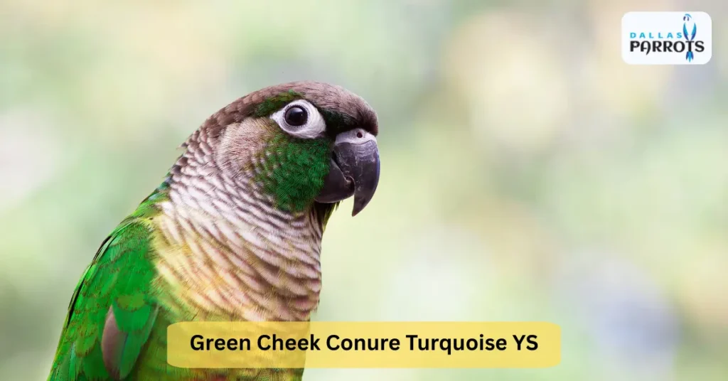 Green Cheek Conure Turquoise YS