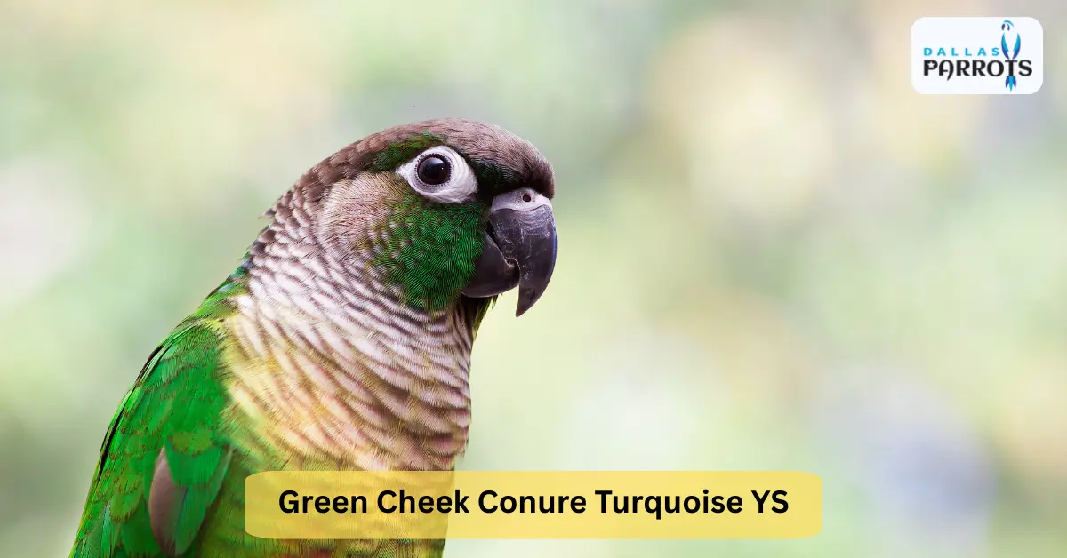 Green Cheek Conure Turquoise YS for Sale Quiet Lifespan Diet Living Playing & More