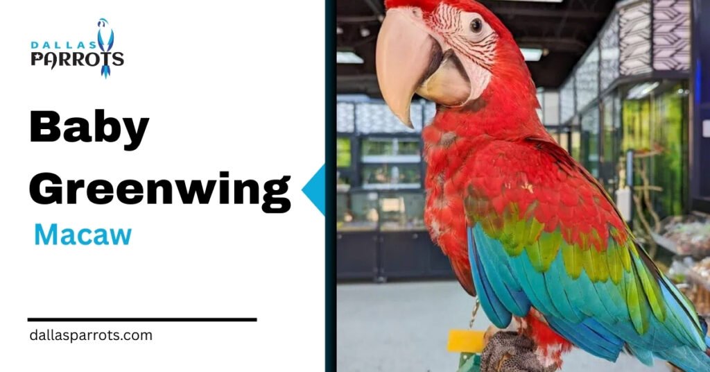 Baby Greenwing Macaw