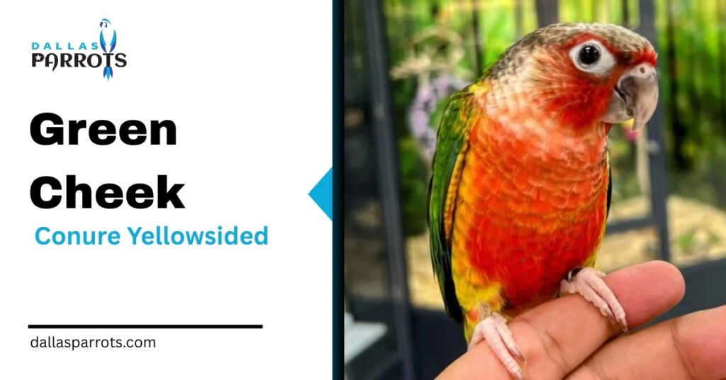 Green Cheek Conure Yellowsided