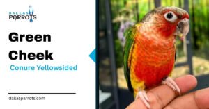 Green Cheek Conure Yellowsided