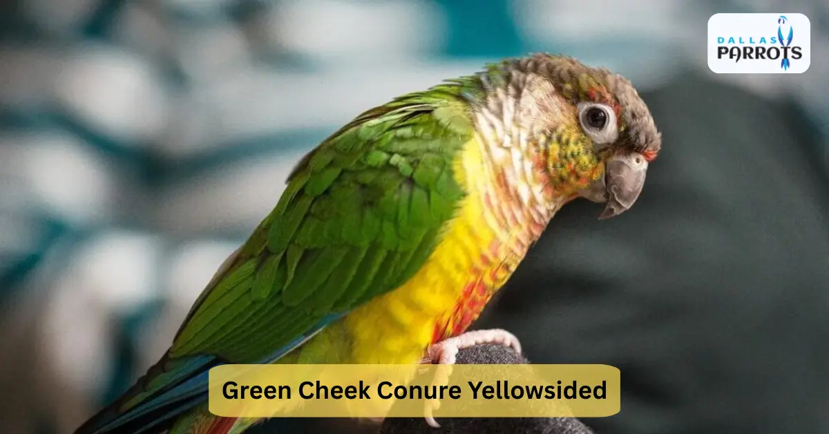 Green Cheek Conure Yellowsided Quiet Lifespan Diet Living Playing & More