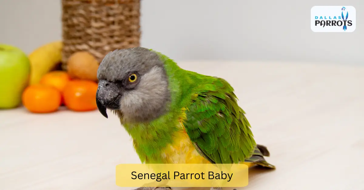 Senegal Parrot Baby Quiet Lifespan Diet Living Playing & More