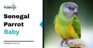 Senegal Parrot Baby