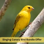 Singing Canary Bird Bundle Offer