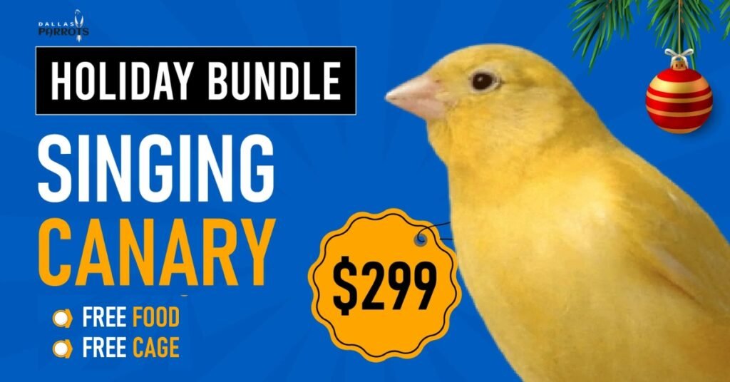 Singing Canary Bird Bundle Offer