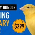 Singing Canary Bird Bundle Offer
