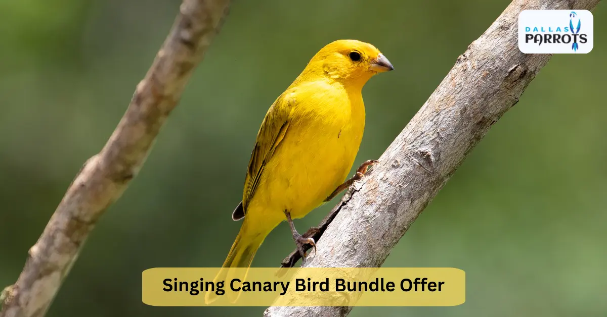 Singing Canary Bird Bundle Offer Holiday Bundle Free Food Free Cage & More