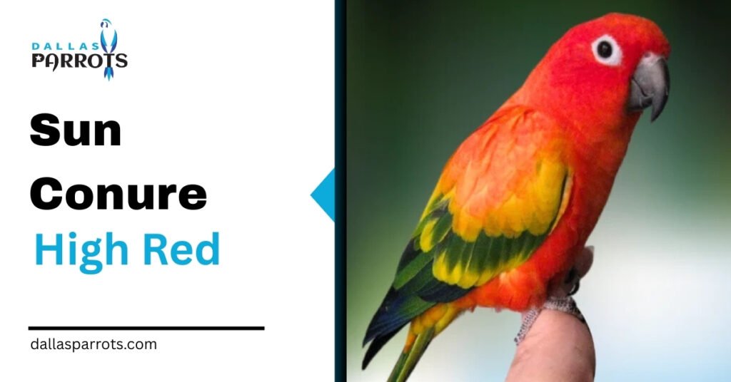 Sun Conure High Red