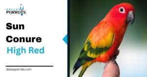 Sun Conure High Red