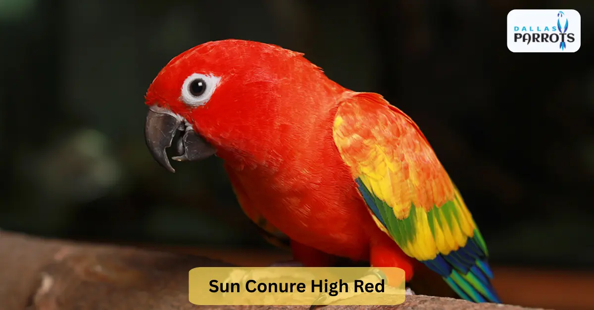 Sun Conure High Red Quiet Lifespan, Diet, Living, Playing & More