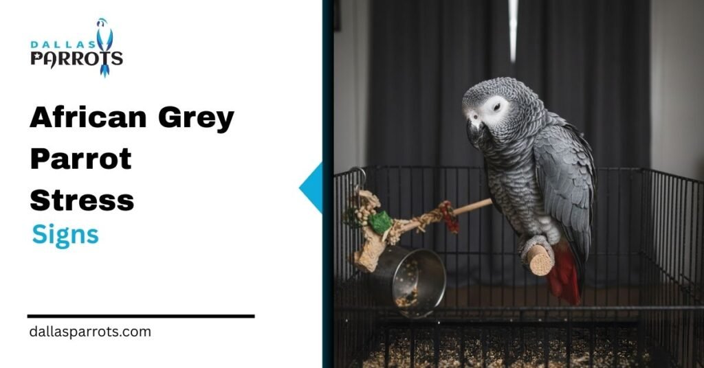 African Grey Parrot Stress Signs