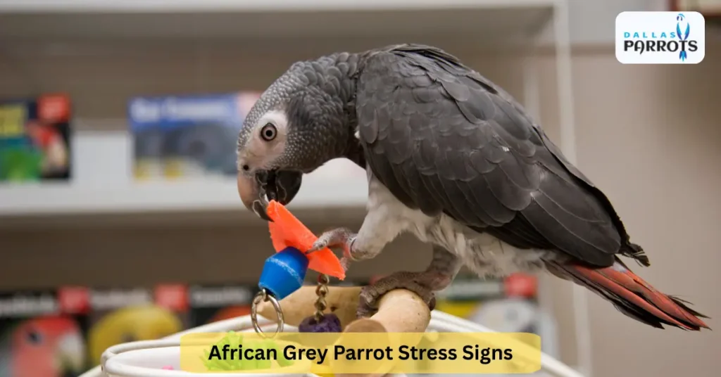 African Grey Parrot Stress Signs