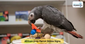 African Grey Parrot Stress Signs