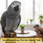 African Grey Parrots Really Talk
