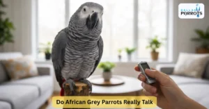 African Grey Parrots Really Talk