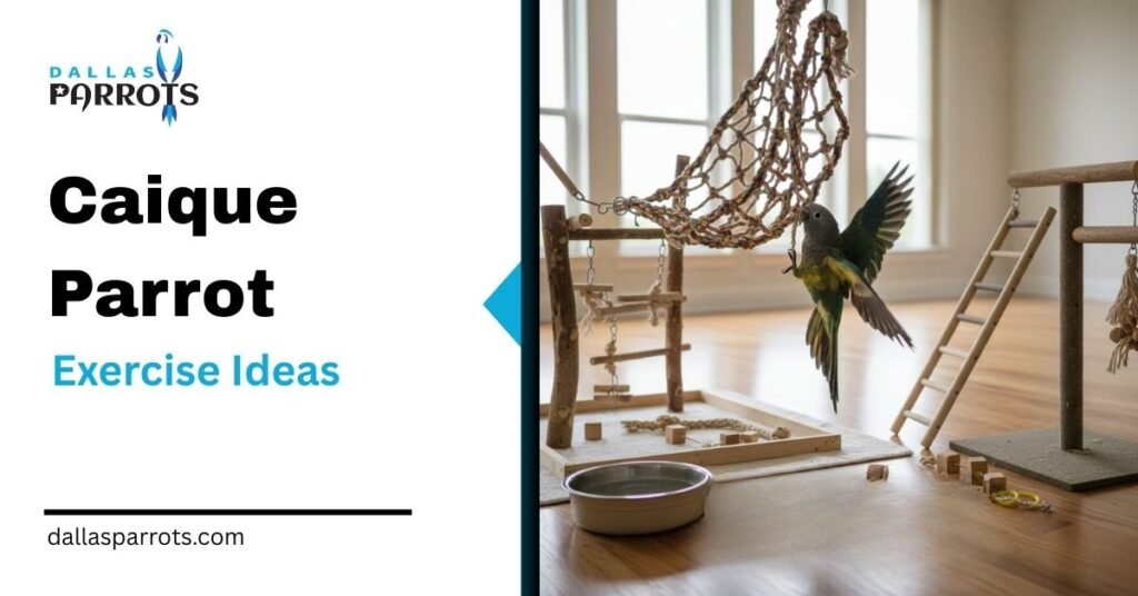 Caique Parrot Exercise Ideas