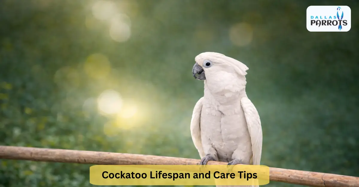 Cockatoo Lifespan and Care Tips How to Reach 70+ Years with Your Cockatoo