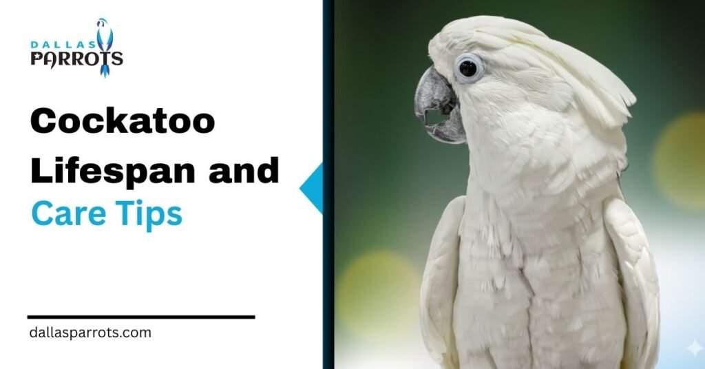 Cockatoo Lifespan and Care Tips
