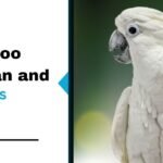 Cockatoo Lifespan and Care Tips