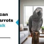 Do African Grey Parrots Really Talk