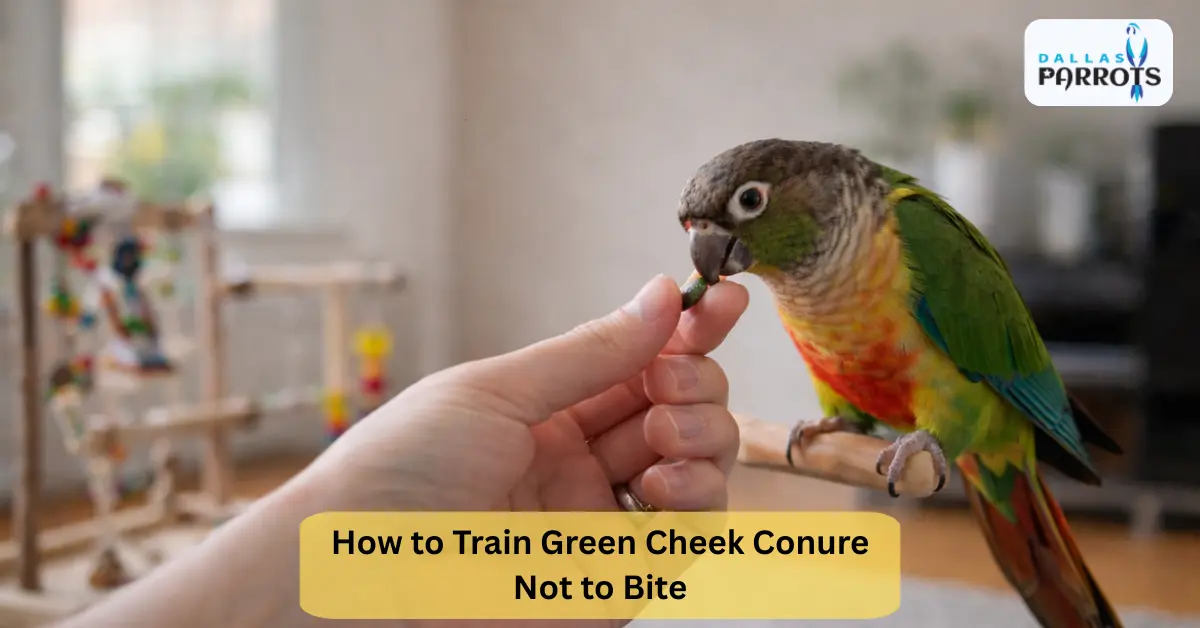 How to Train Green Cheek Conure Not to Bite Step by Step Positive Reinforcement Guide