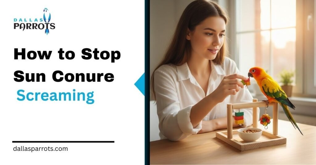 How to Stop Sun Conure Screaming