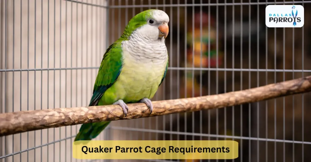 Quaker Parrot Cage Requirements