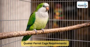 Quaker Parrot Cage Requirements