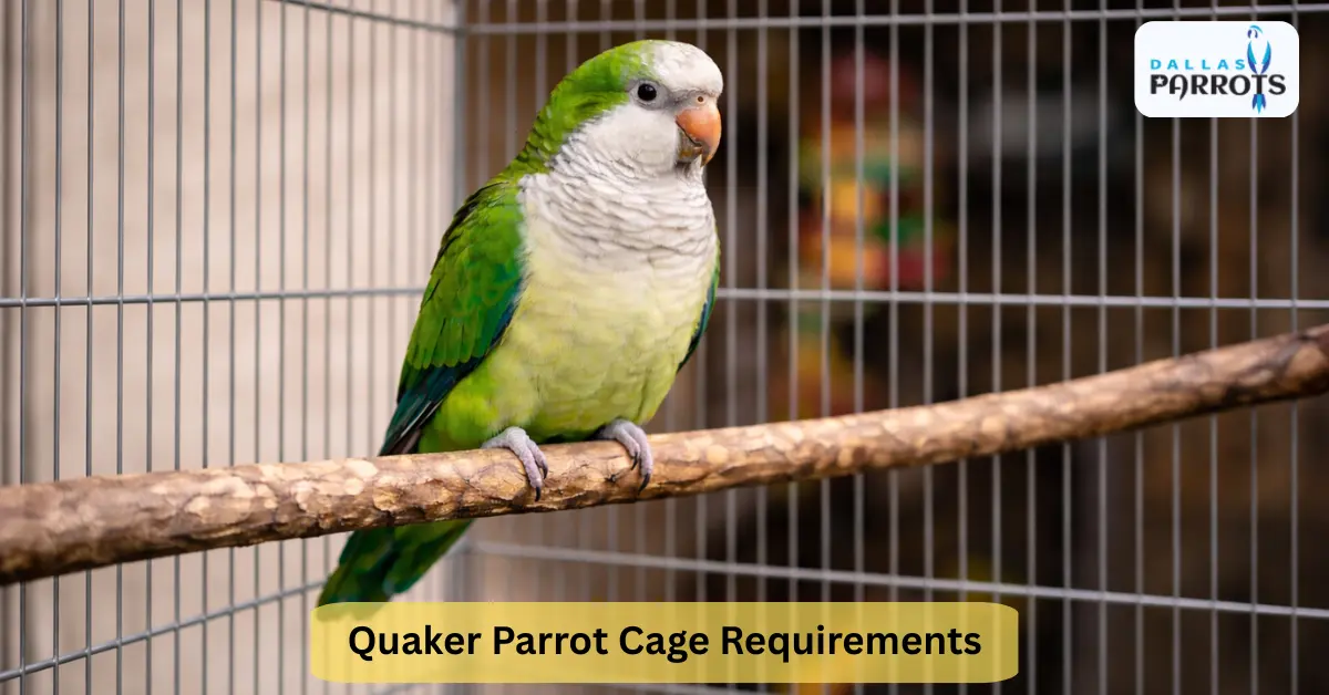 Quaker Parrot Cage Requirements Minimum Cage Size & Layout for Happy Quaker Parrots