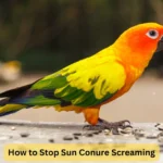How to Stop Sun Conure Screaming