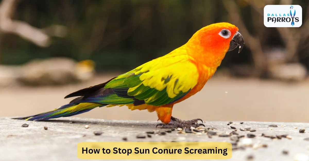 How to Stop Sun Conure Screaming 5 Proven Ways to Quiet Your Bird