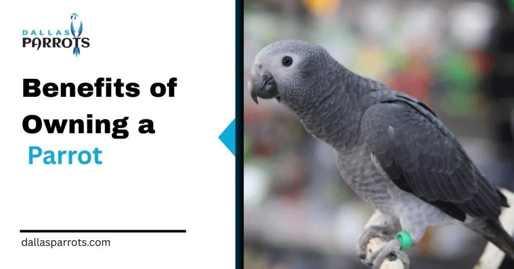 Benefits of Owning a Parrot