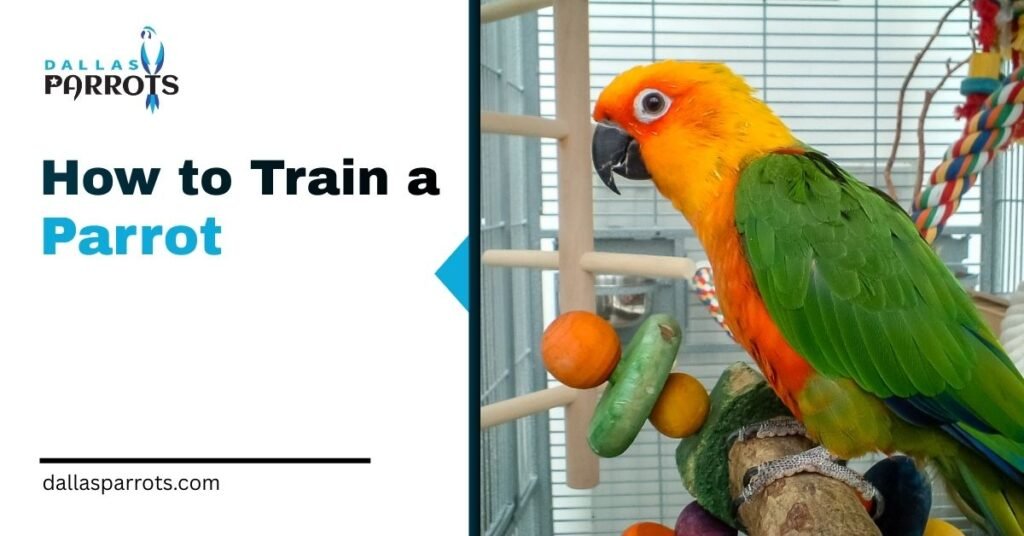 7 Proven Steps how to Train a Parrot the Right Way