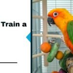 7 Proven Steps how to Train a Parrot the Right Way