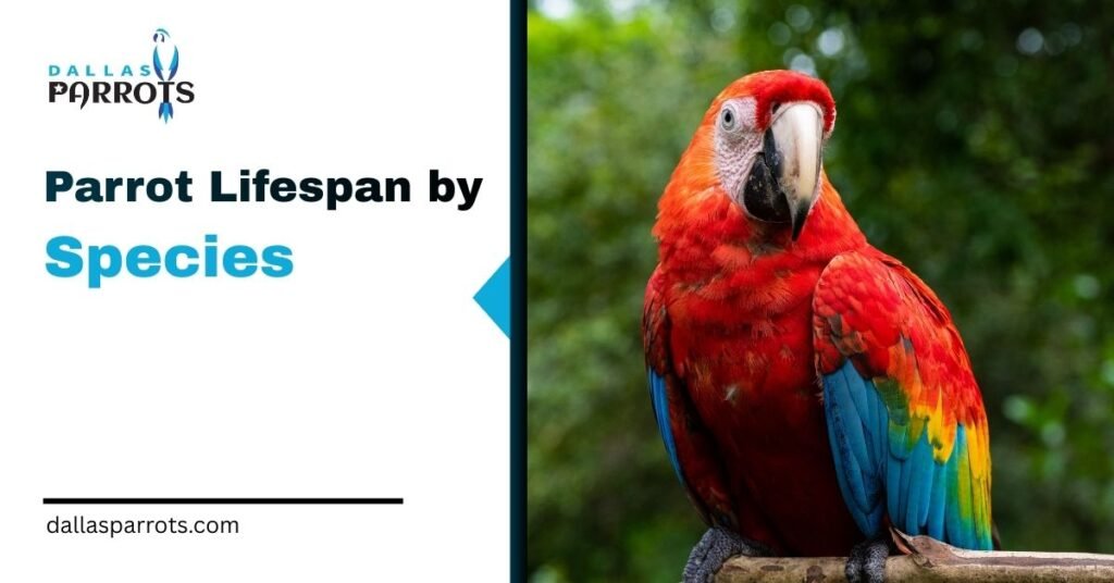 Parrot Lifespan by Species: 14 Species Compared