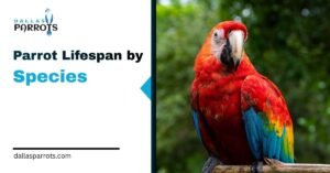 Parrot Lifespan by Species: 14 Species Compared