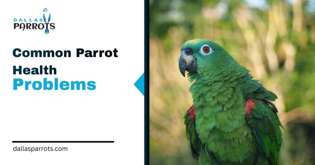 Top 9 Common Parrot Health Problems Every Owner Must Know