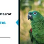Top 9 Common Parrot Health Problems Every Owner Must Know