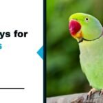 7 Best Toys for Parrots in 2026: By Size, Species & Budget
