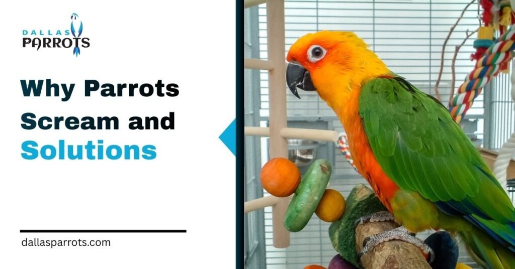 7 Reasons Why Parrots Scream and Solutions That Work