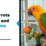 7 Reasons Why Parrots Scream and Solutions That Work