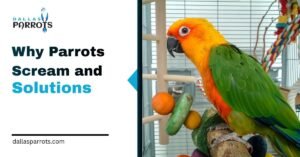 7 Reasons Why Parrots Scream and Solutions That Work