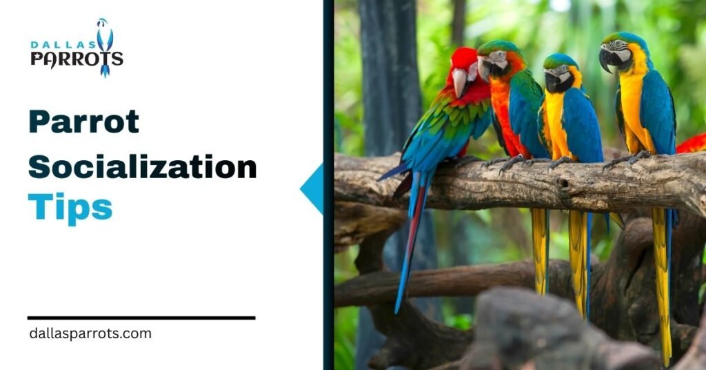 Top 10 Parrot Socialization Tips Every Bird Owner Should Know