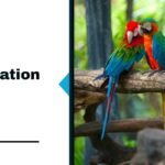 Top 10 Parrot Socialization Tips Every Bird Owner Should Know